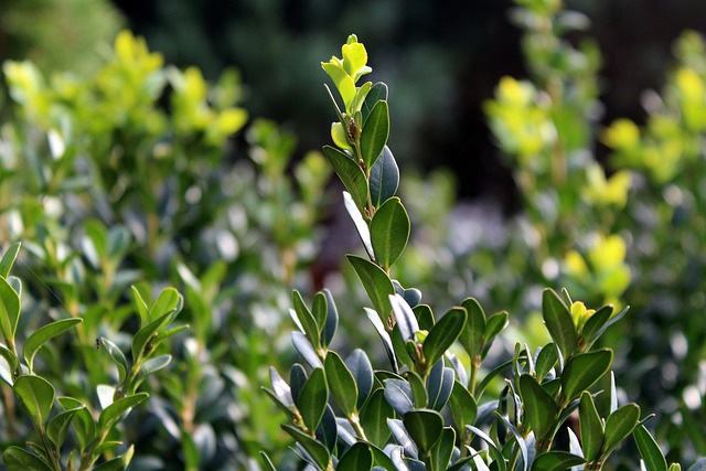 buxus neboli zimostráz