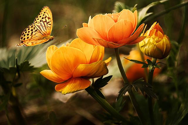 motýl u rozkvetlé květiny